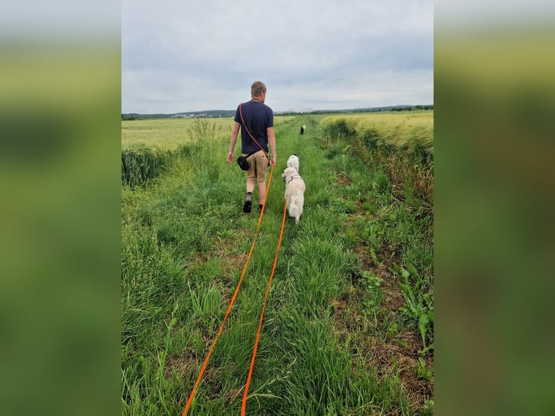 Suzy, Herz auf 4 Pfoten sucht ihren Altersruhesitz