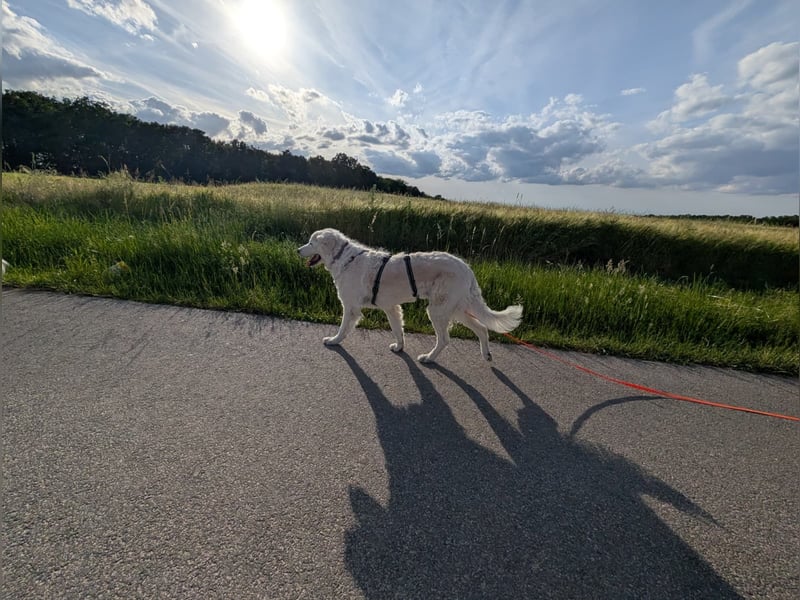 Suzy, Herz auf 4 Pfoten sucht ihren Altersruhesitz