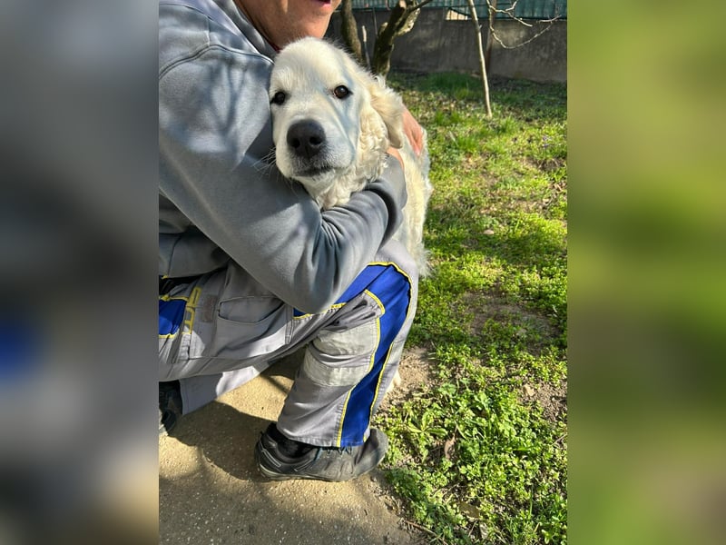 Suzy, liebe Kuvasz Retriever Mix Hündin geb. 2016