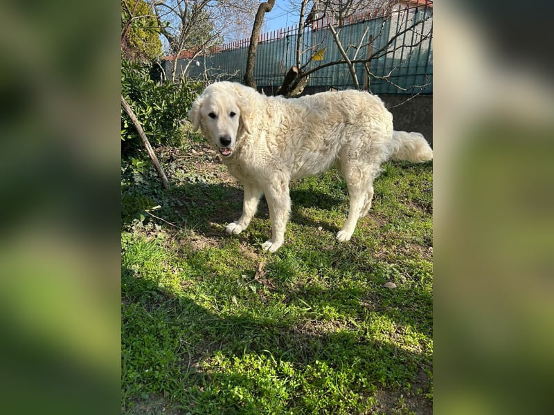 Suzy, liebe Kuvasz Retriever Mix Hündin geb. 2016