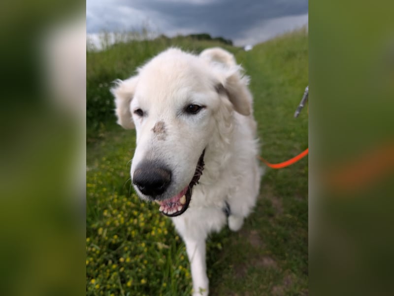Suzy, Herz auf 4 Pfoten sucht ihren Altersruhesitz