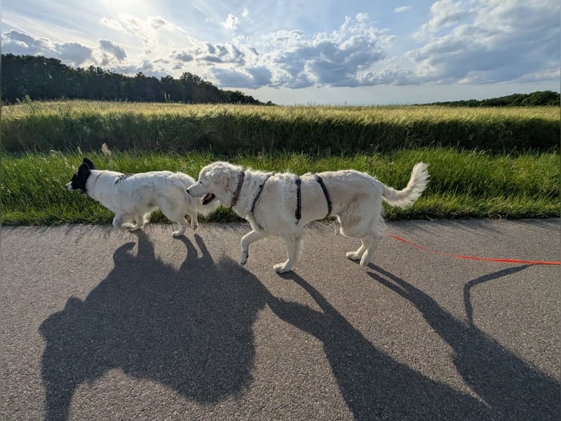 Suzy, Herz auf 4 Pfoten sucht ihren Altersruhesitz