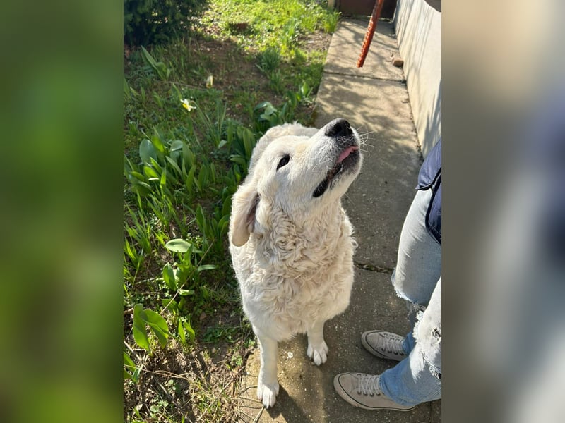 Suzy, liebe Kuvasz Retriever Mix Hündin geb. 2016