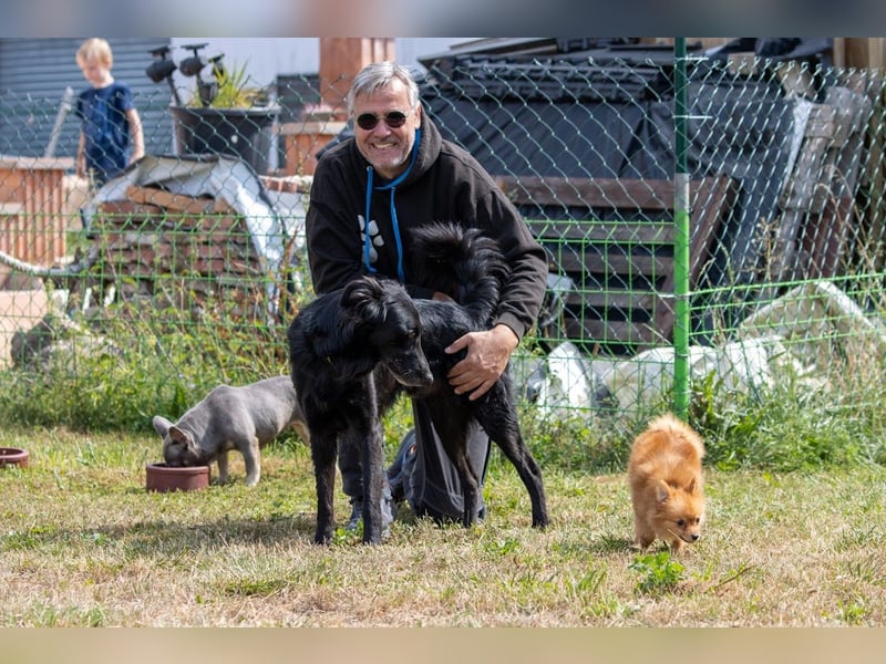 Liviusz, freundlicher Retreiver Mix geb. 2024