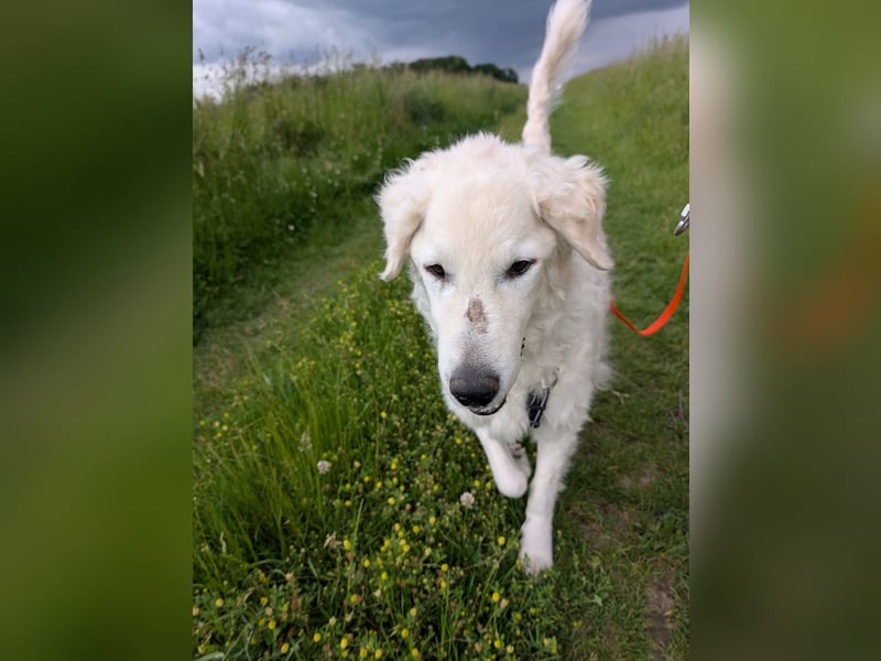 Suzy, Herz auf 4 Pfoten sucht ihren Altersruhesitz