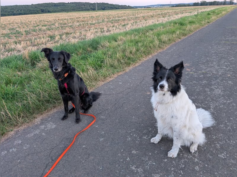 Liviusz, freundlicher Retreiver Mix geb. 2024
