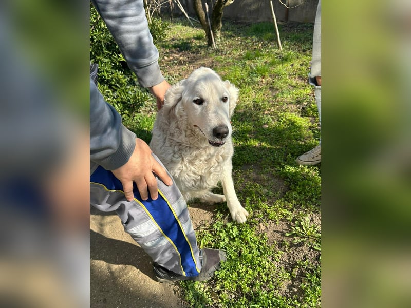 Suzy, liebe Kuvasz Retriever Mix Hündin geb. 2016