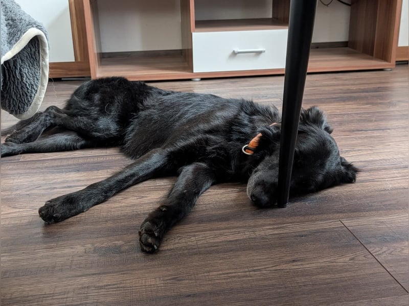 Liviusz, freundlicher Retreiver Mix geb. 2024