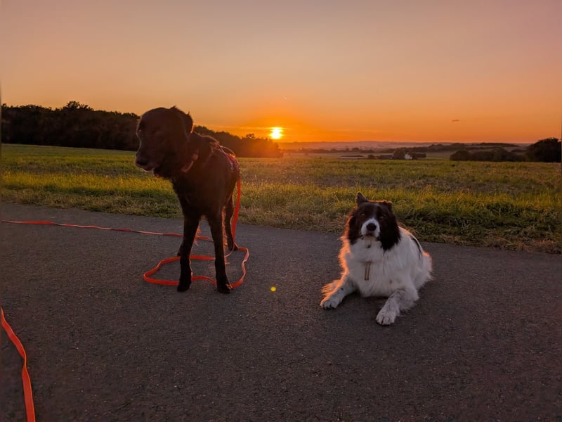 Liviusz, freundlicher Retreiver Mix geb. 2024