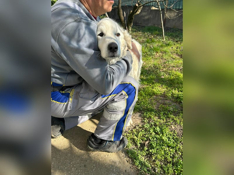 Suzy, liebe Kuvasz Retriever Mix Hündin geb. 2016