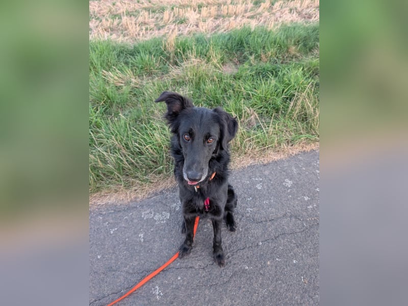 Liviusz, freundlicher Retreiver Mix geb. 2024