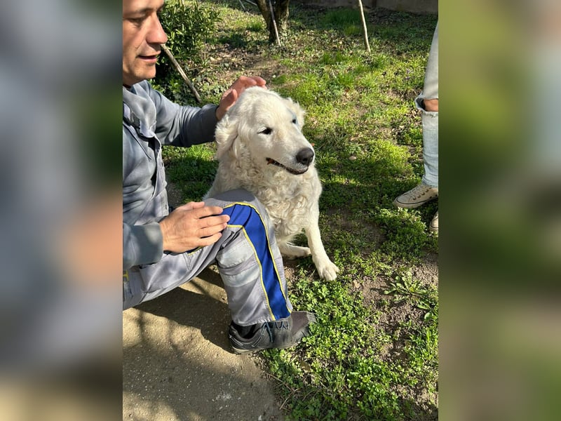 Suzy, liebe Kuvasz Retriever Mix Hündin geb. 2016
