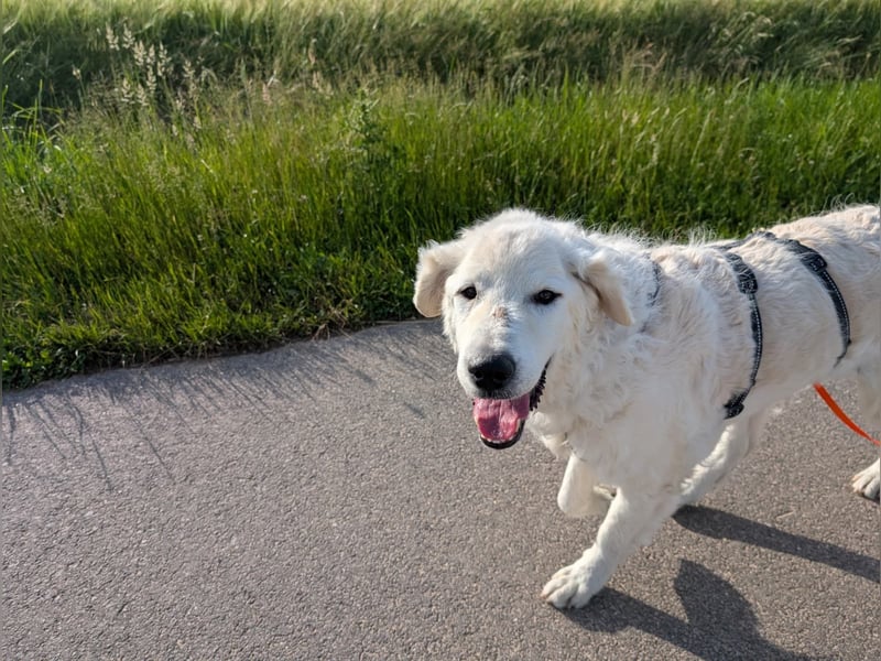 Suzy, Herz auf 4 Pfoten sucht ihren Altersruhesitz