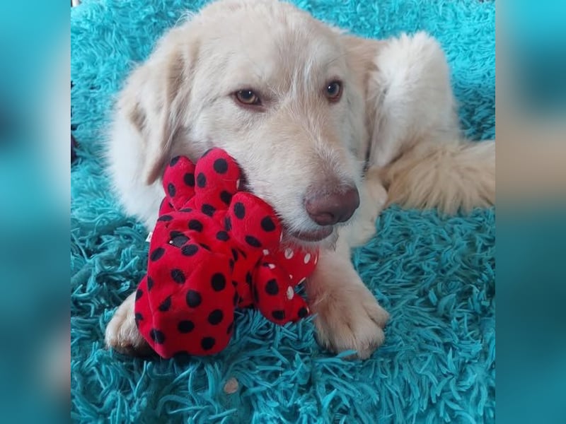 Morrison, freundlicher Golden Retriever Mischling