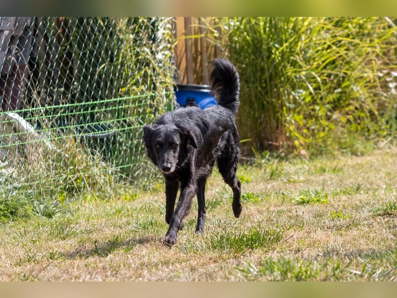 Liviusz, freundlicher Retreiver Mix geb. 2024