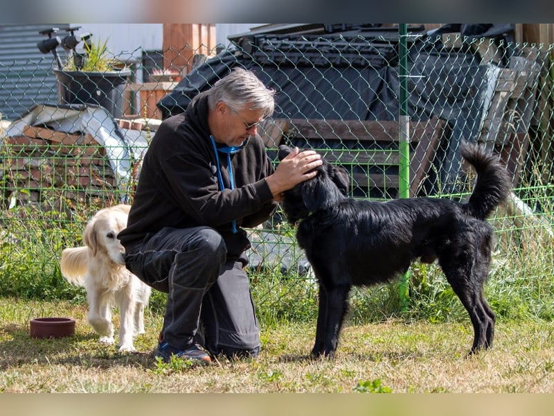 Liviusz, freundlicher Retreiver Mix geb. 2024