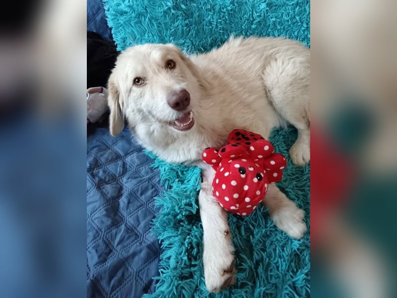 Morrison, freundlicher Golden Retriever Mischling