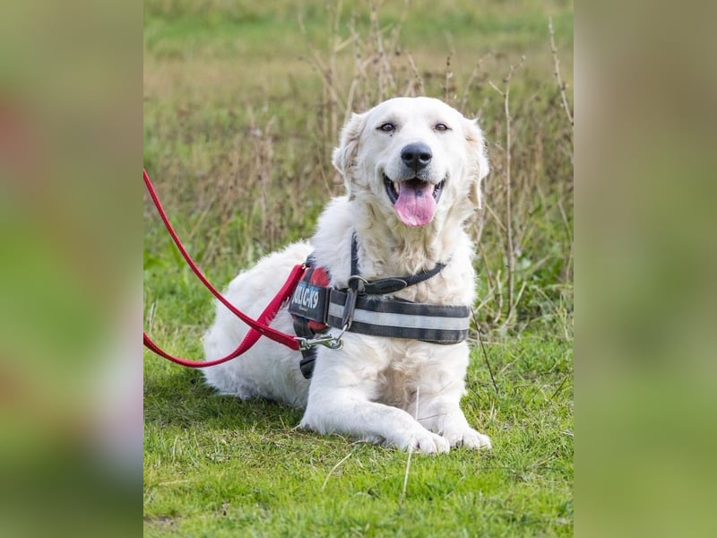 Lady SI - aktiv, anhänglich