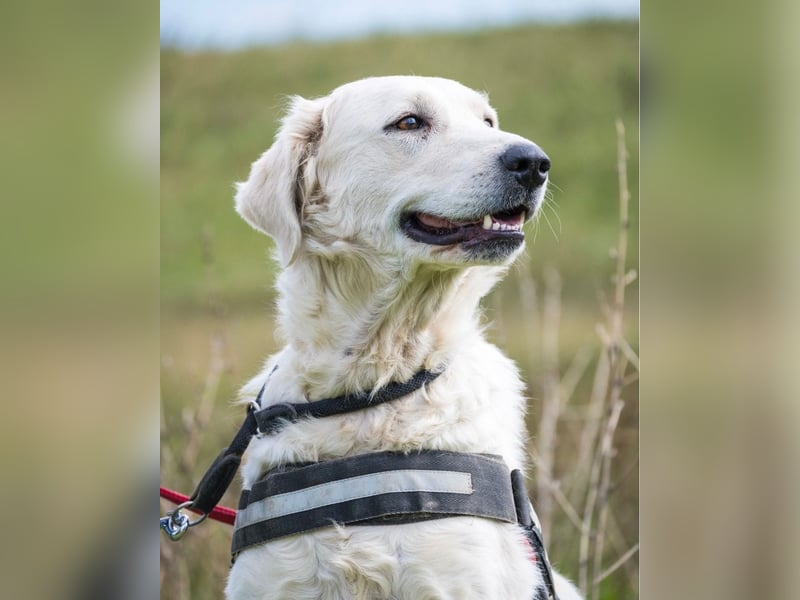 Lady SI - aktiv, anhänglich