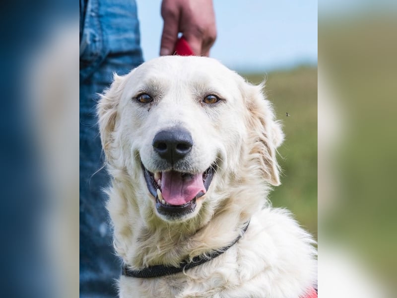 Lady SI - aktiv, anhänglich