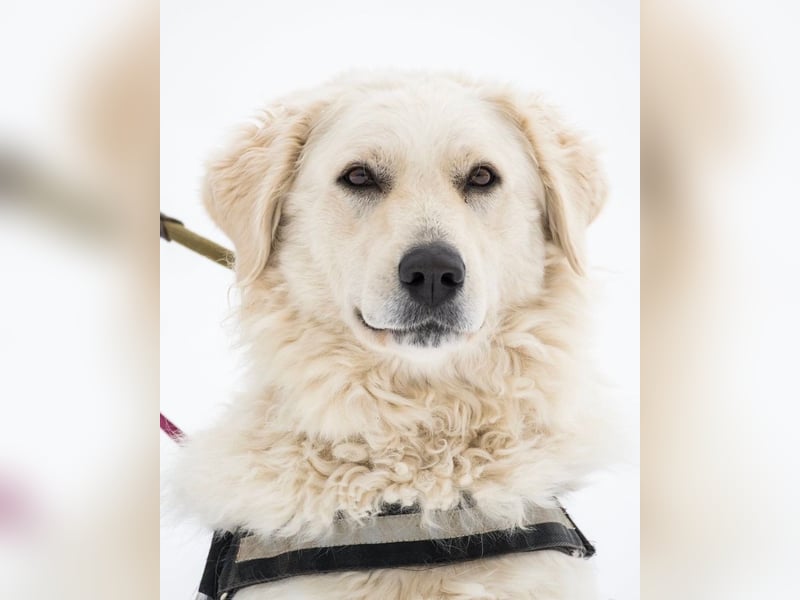 Lady SI - aktiv, anhänglich