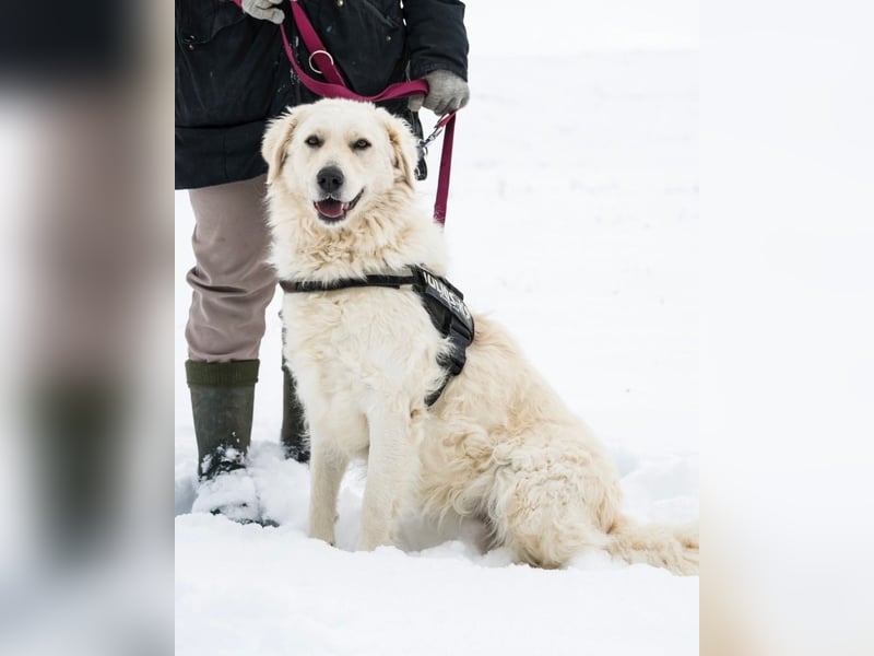 Lady SI - aktiv, anhänglich