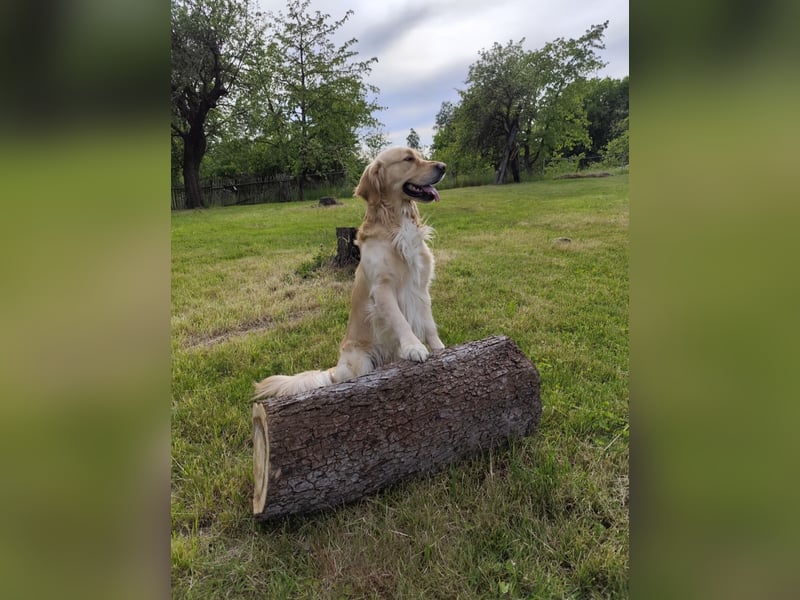 Erfahrener Deckrüde Golden Retriever