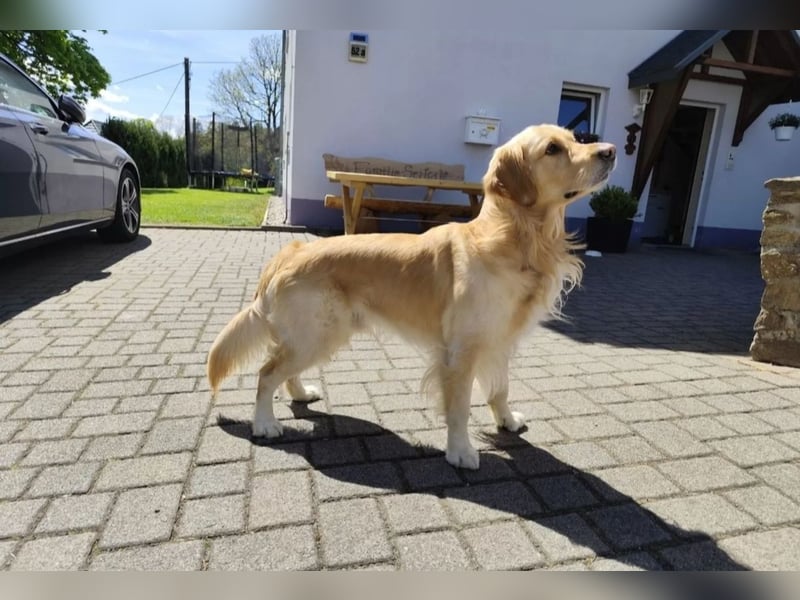 Deckakt Golden Retriever Rüden
