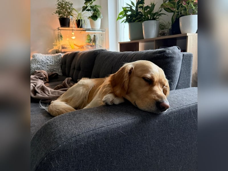 Erfahrener Deckrüde Golden Retriever