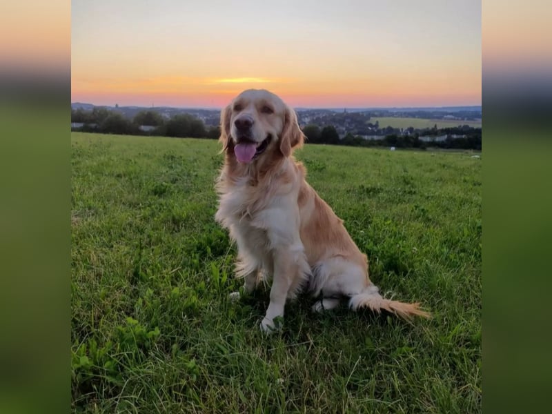 Deckakt Golden Retriever Rüden