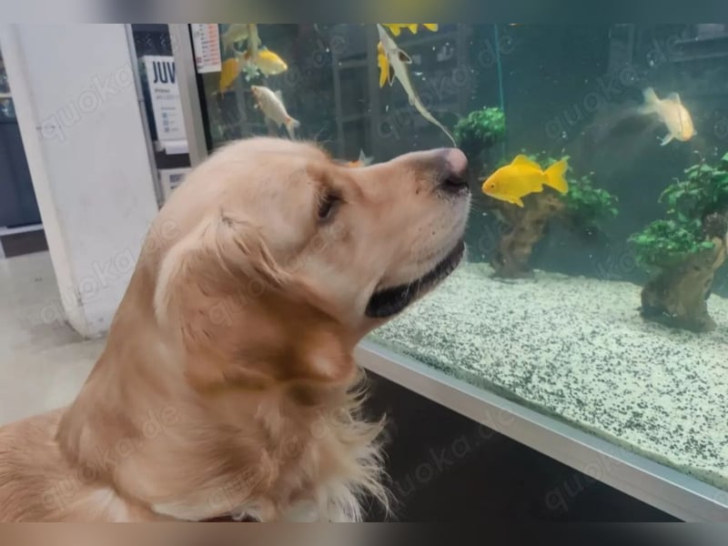 Deckakt Golden Retriever Rüden