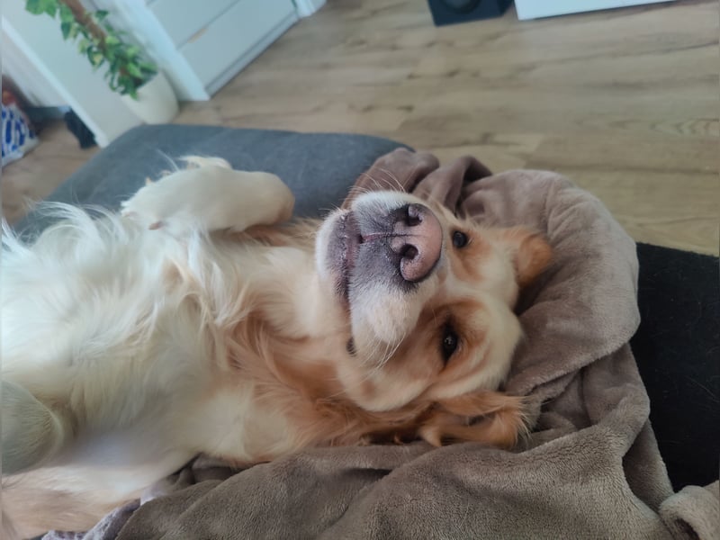 Deckakt Golden Retriever Rüden