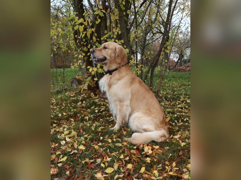 Erfahrener Deckrüde Golden Retriever