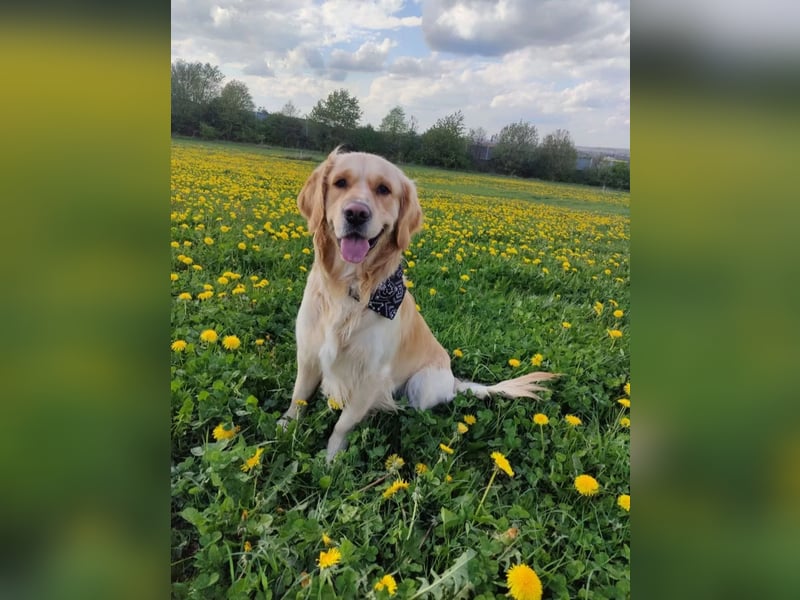 Deckakt Golden Retriever Rüden
