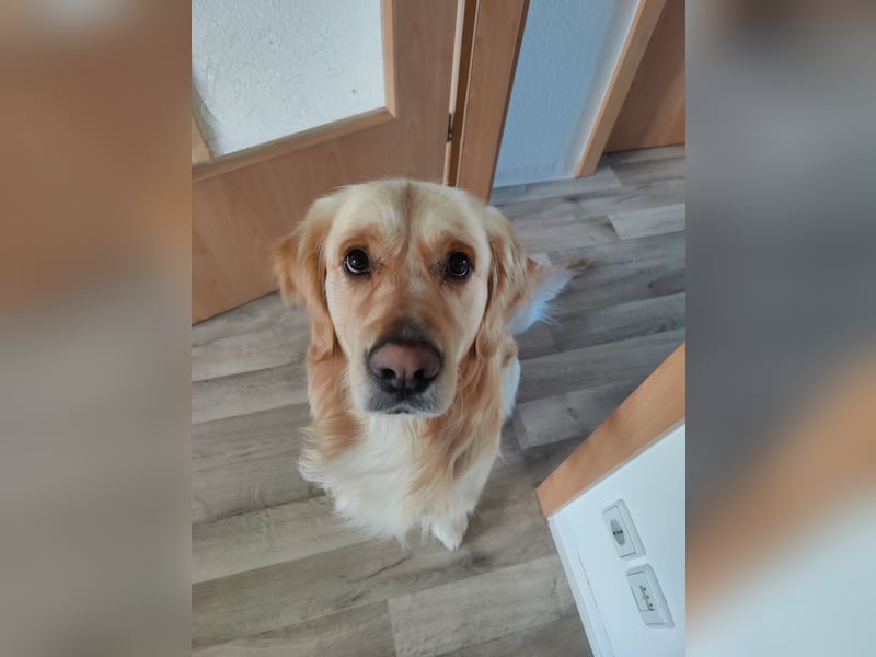 Deckakt Golden Retriever Rüden