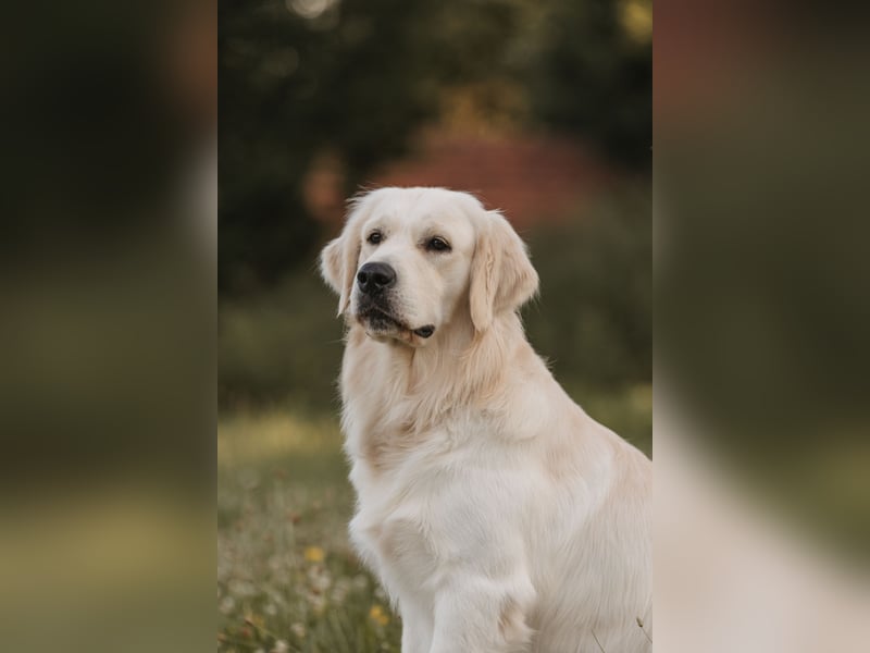 HD-A Golden Retriever Deckrüde - FCI Linie - Deckerfahren - English Cream - Raum München / Augsburg