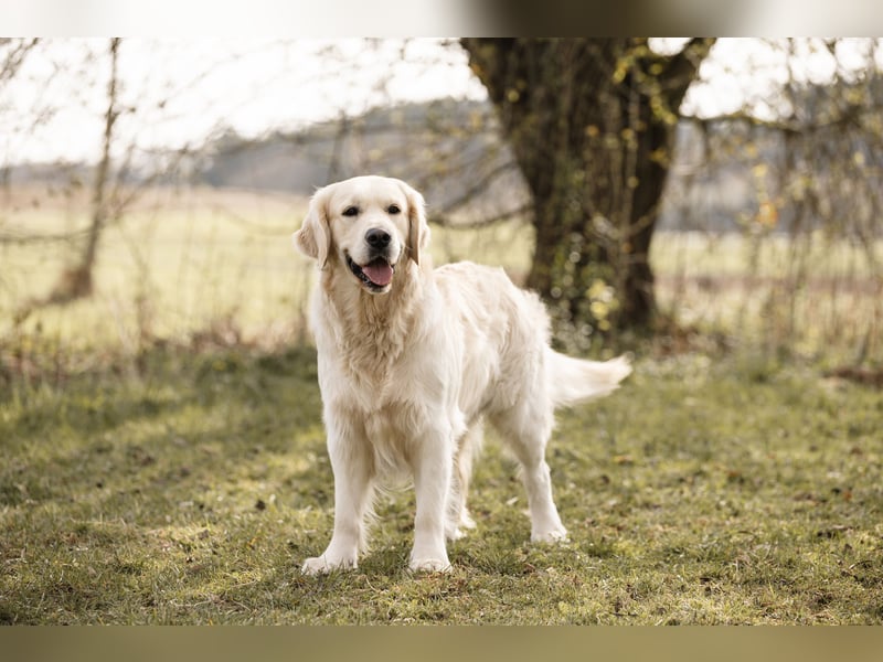 HD-A Golden Retriever Deckrüde - FCI Linie - Deckerfahren - English Cream - Raum München / Augsburg