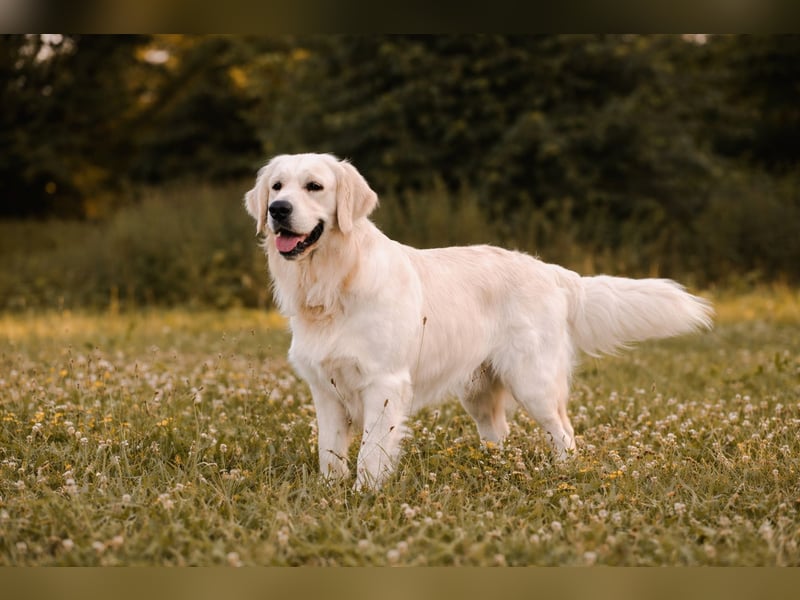 HD-A Golden Retriever Deckrüde - FCI Linie - Deckerfahren - English Cream - Raum München / Augsburg