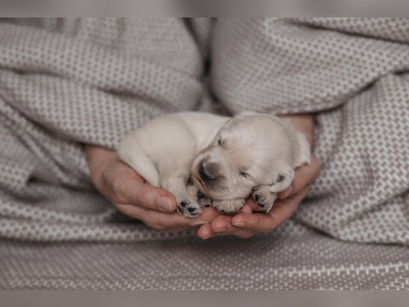 HD-A Golden Retriever Deckrüde - FCI Linie - Deckerfahren - English Cream - Raum München / Augsburg