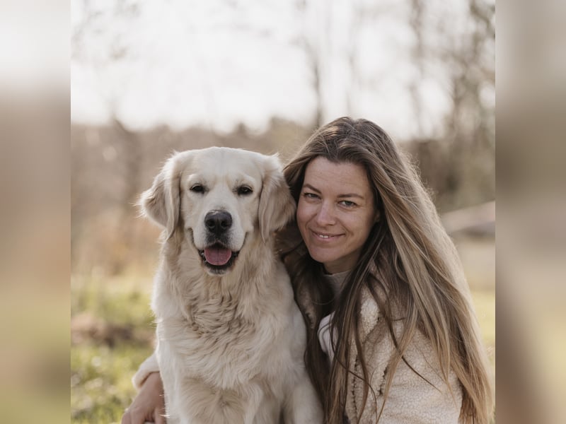 HD-A Golden Retriever Deckrüde - FCI Linie - Deckerfahren - English Cream - Raum München / Augsburg