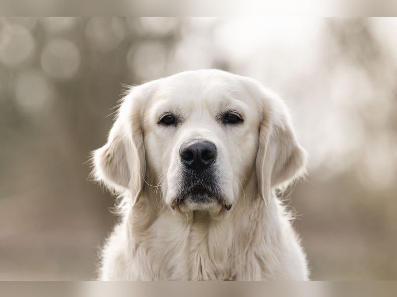 HD-A Golden Retriever Deckrüde - FCI Linie - Deckerfahren - English Cream - Raum München / Augsburg