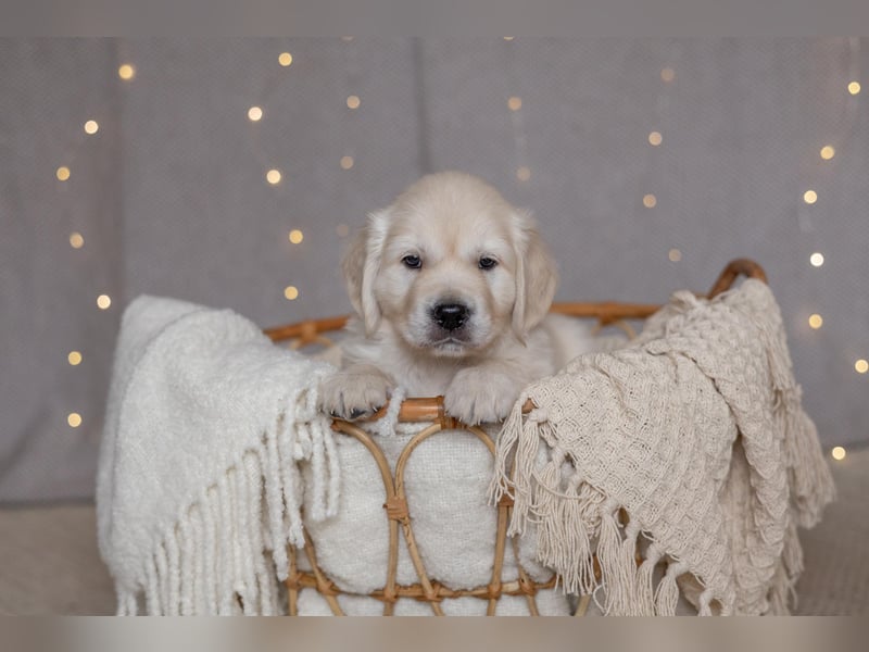 HD-A Golden Retriever Deckrüde - FCI Linie - Deckerfahren - English Cream - Raum München / Augsburg