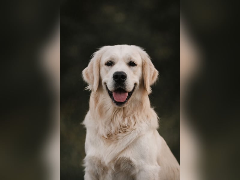 HD-A Golden Retriever Deckrüde - FCI Linie - Deckerfahren - English Cream - Raum München / Augsburg
