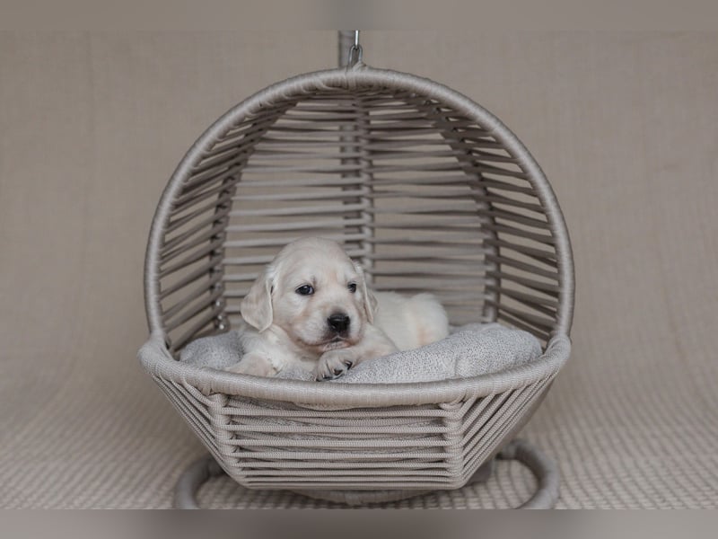 HD-A Golden Retriever Deckrüde - FCI Linie - Deckerfahren - English Cream - Raum München / Augsburg