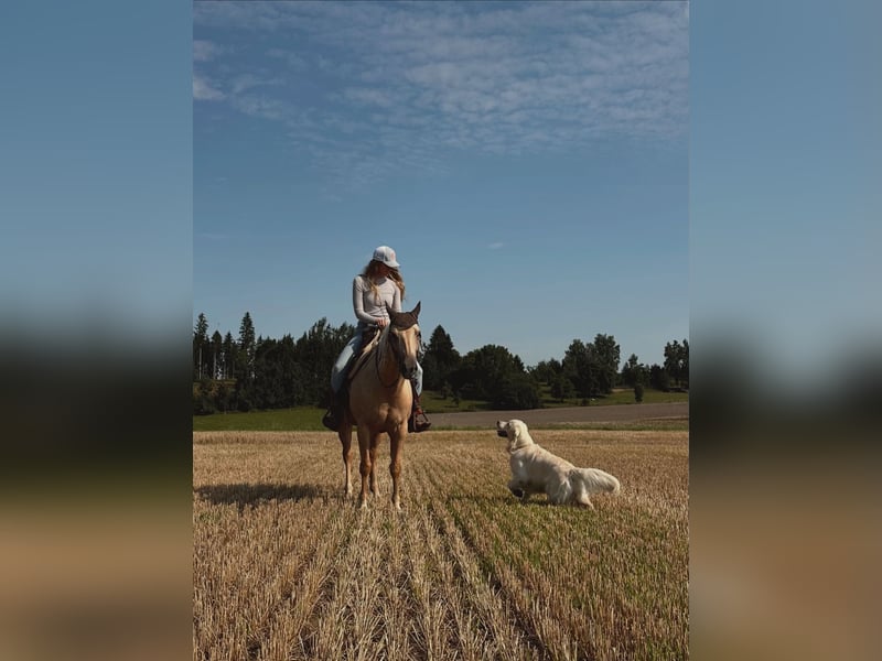 HD-A Golden Retriever Deckrüde - FCI Linie - Deckerfahren - English Cream - Raum München / Augsburg