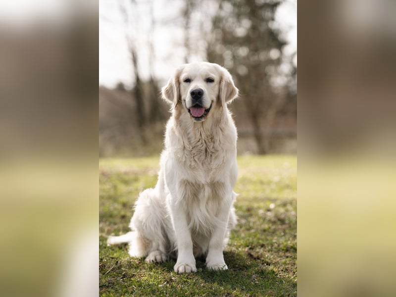 HD-A Golden Retriever Deckrüde - FCI Linie - Deckerfahren - English Cream - Raum München / Augsburg