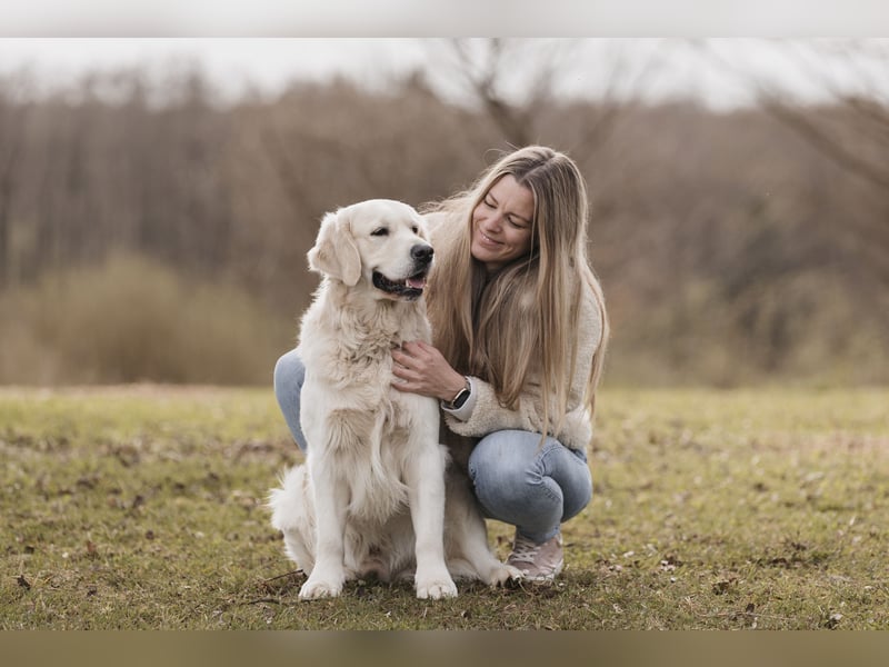 HD-A Golden Retriever Deckrüde - FCI Linie - Deckerfahren - English Cream - Raum München / Augsburg