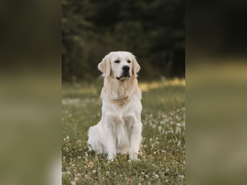 HD-A Golden Retriever Deckrüde - FCI Linie - Deckerfahren - English Cream - Raum München / Augsburg