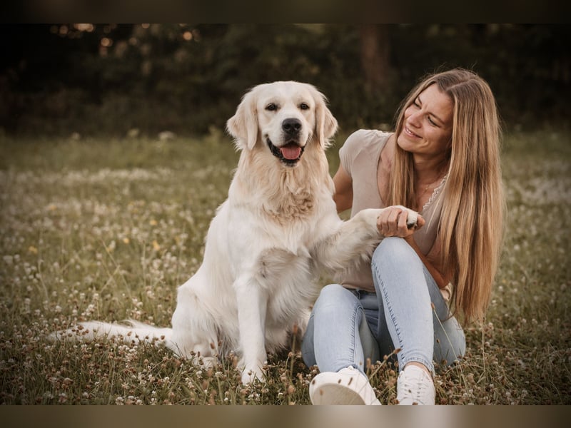 HD-A Golden Retriever Deckrüde - FCI Linie - Deckerfahren - English Cream - Raum München / Augsburg