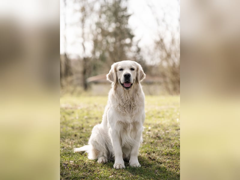 HD-A Golden Retriever Deckrüde - FCI Linie - Deckerfahren - English Cream - Raum München / Augsburg